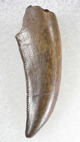 Curved Tyrannosaur Premax Tooth - Montana #21379